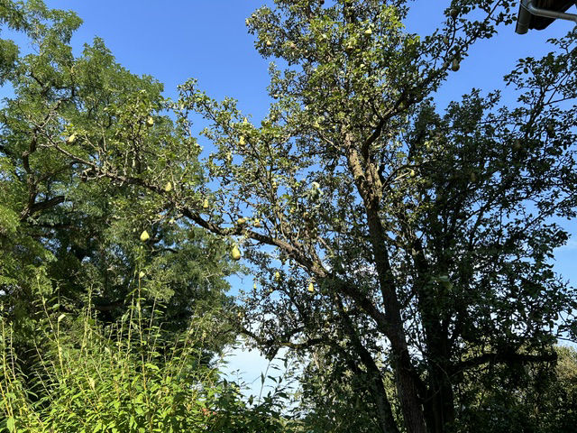 Bäume vor der Arztpraxis Gosen